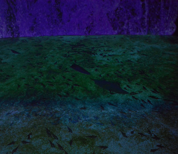 Green and purple "water" represented digitally on a rug with virtual fish and stingrays