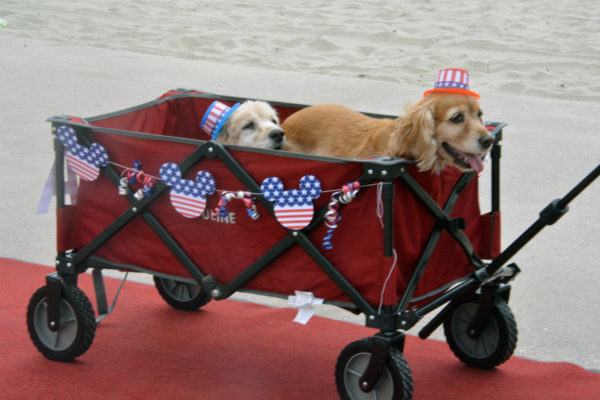 Two dogs in a red wagon festooned with mouse stars-and-stripes silhouettes,, wearing red-white-and-blue hats