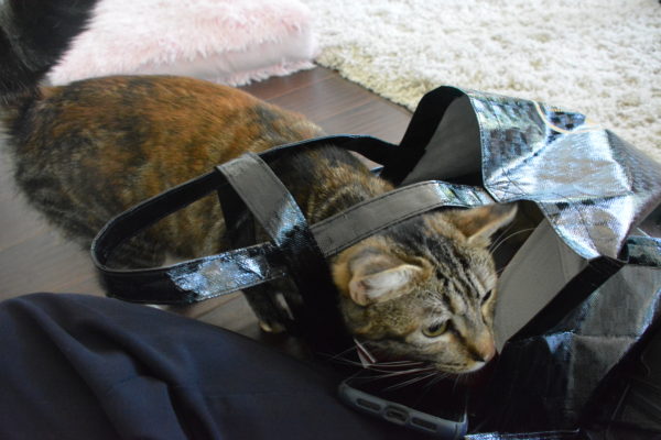 Gray tabby cat sniffs inside a black handled bag
