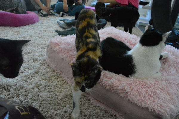 Calico cat prowls into pictue flanked by two black and white cats at Feline Good Social Club