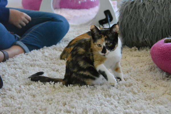 Calico kitten with orange-and-black face looks at the camera