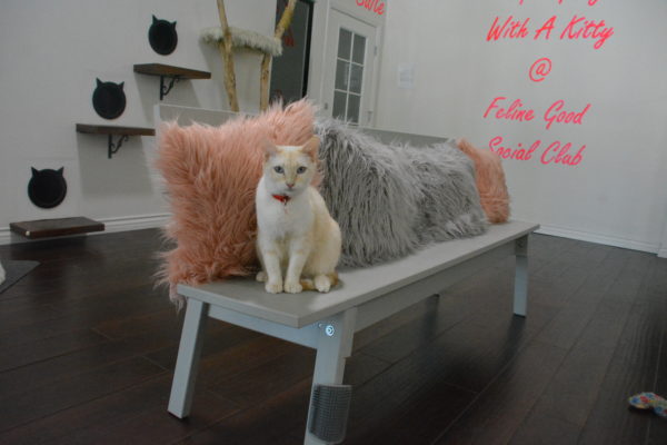 light-blond cat sits on a white bench next to furry pink and gray pillows with shelves with cat-head profiles in the background