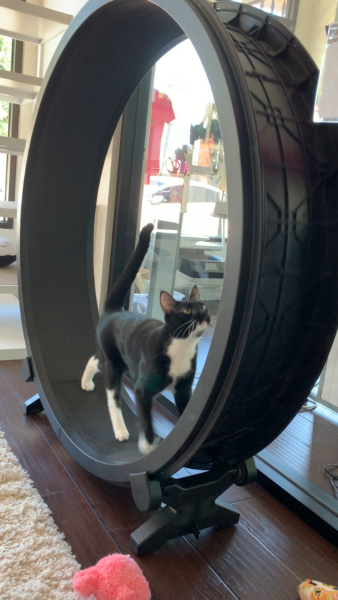 Fancy Feet on the cat wheel