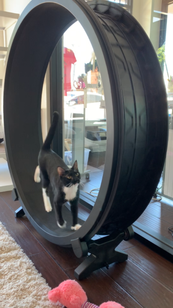 black and white "tuxedo" cat plays inside a giant cat wheel