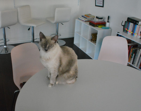 Siamese cat sits in center of table
