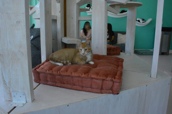 Orange cat looks at teh camera from base of giant cat tree as two women sit in the background near the cats