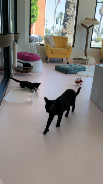black cat stalks towards camera with two other cats in a spackous room filled with cat toys, cushions and a large armchair in the background