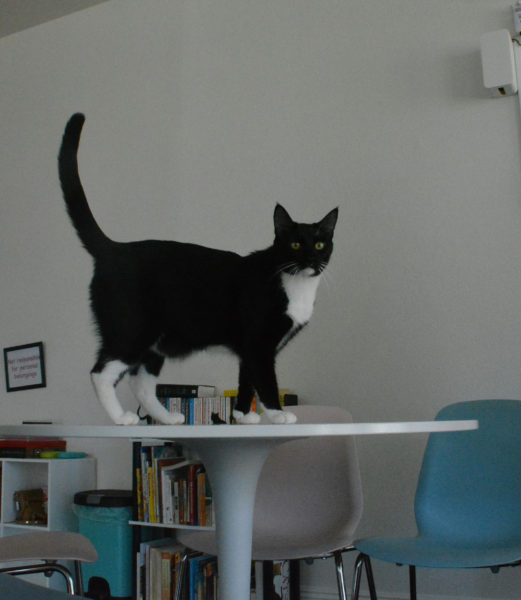 Black and white tuxedo cat on a table at Feline Good Socal Club