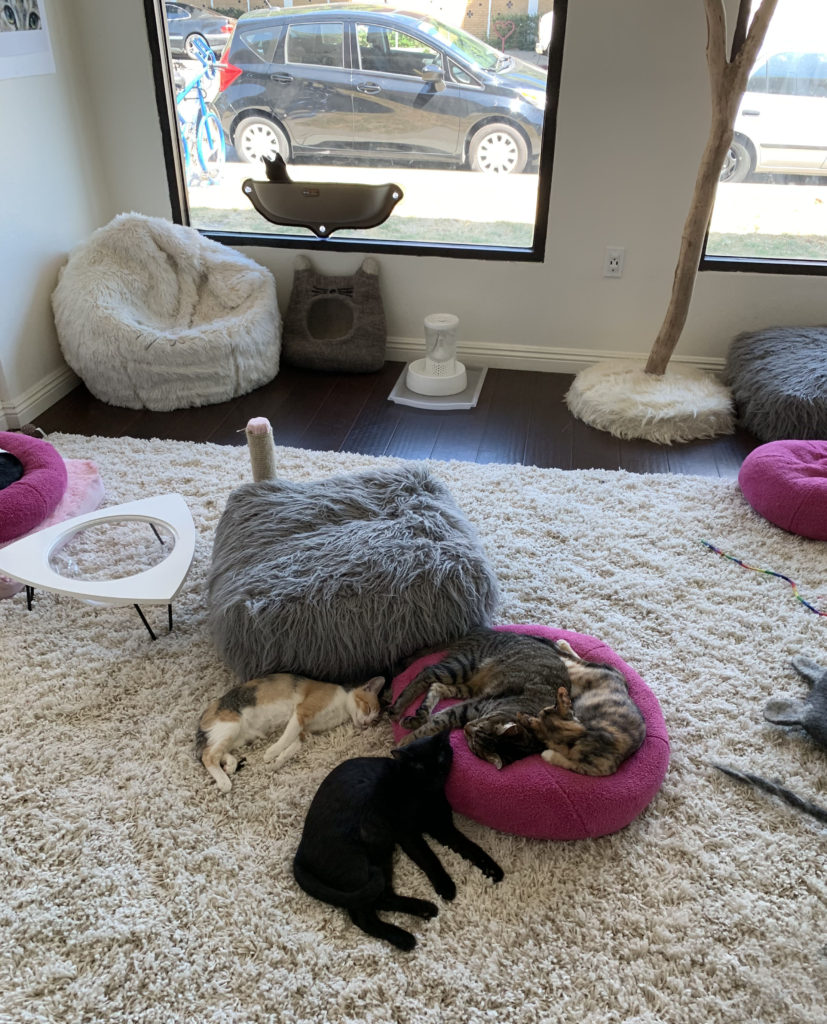 Four cats curl up together on cushions and the rug in the center of a room filled with cushions and soft chairs
