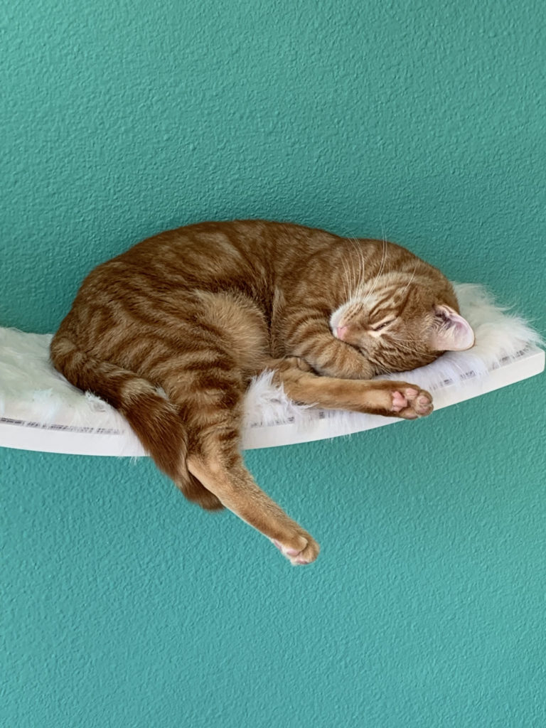 Tiger cat stretches out on a "cat hammock" shelf on one of the green-painted walls