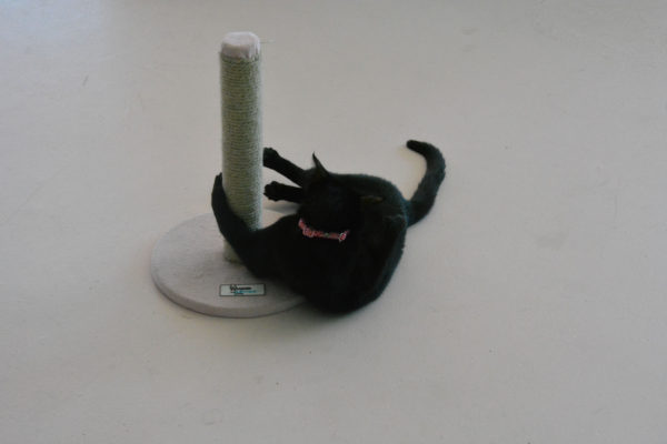 Black cat loops his paws around a scratching post
