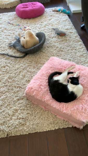 two cats curl up on cushons on a shag rug-covered floor