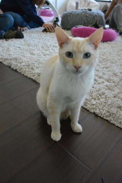 Cream-colored cat sits on floor near shaggy rug