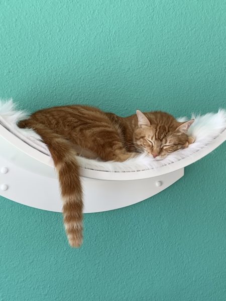 Striped gray cat curled up asleep in a white cat hammock against an aqua wall