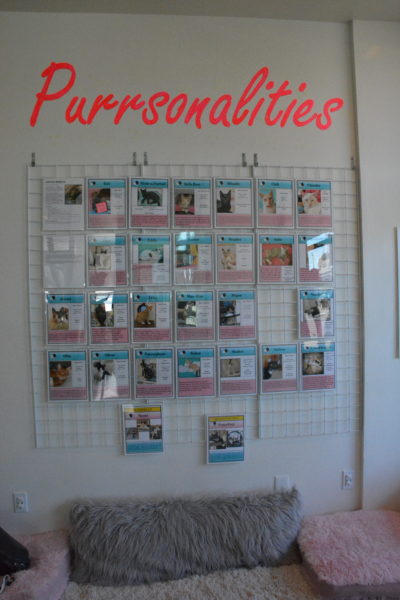 Cats' pictures on a wall labeled "Purrsonalities"