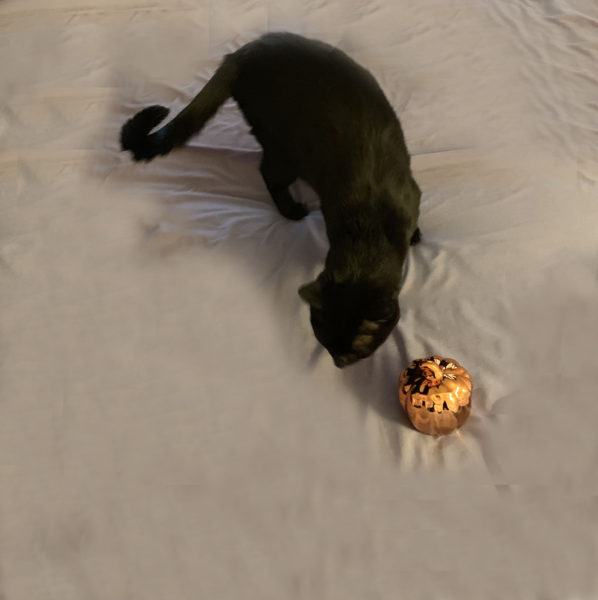 black cat sniffs at metallic pumpkin