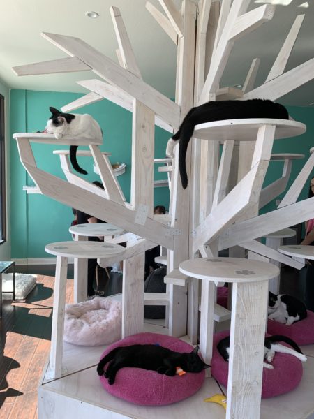 Multiple cats curled up on different levels of tall white cat tree in main room