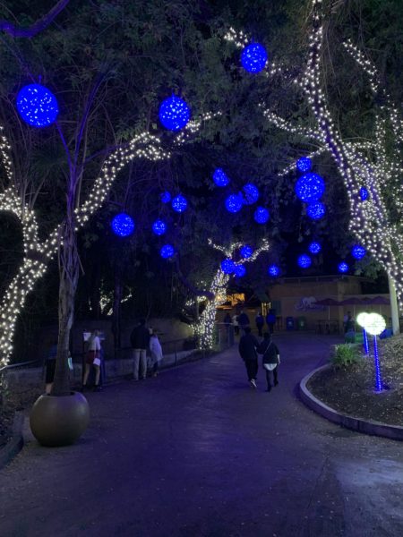 Tree trunks outlined in white lights with blue orbs seeming to "grow" from the branches as visitors walk down a row of the trees