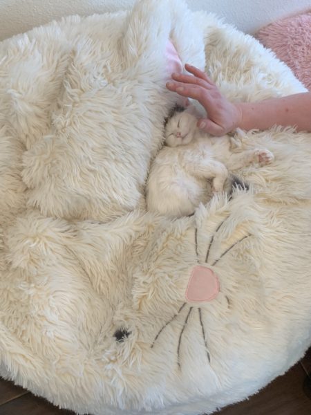 Child's hand pets curled-up white kitten with its eyes closed