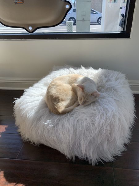 Apricot-colored cat curled up on a white fluffy chair