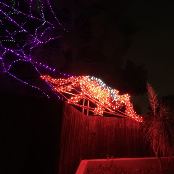 Closeup of spider as lights turn red