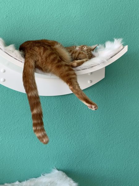 brown tabby cat stretched out with one paw and a tail hanging over a hammock