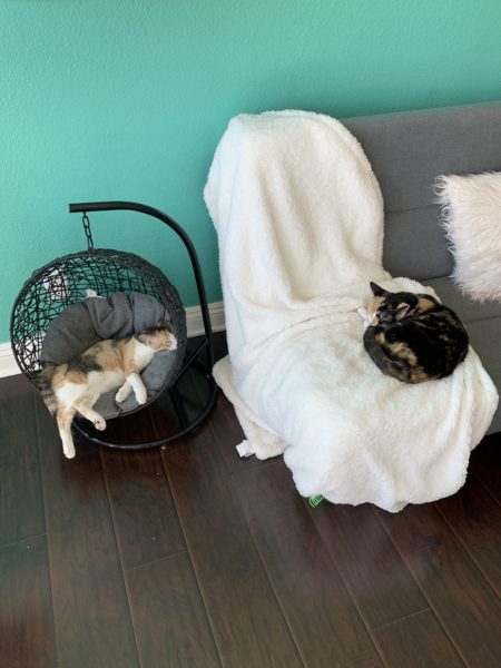 Two cats curled up in adjacent cat hammock and chair