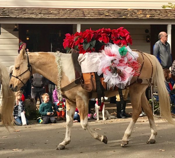 Burro laden down with red poinsettias in Equestrian Parade