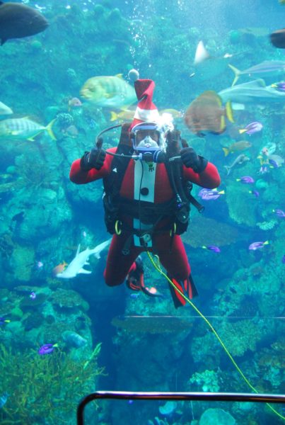 Santa Diver, with snorkel and flippers swipms in tank of fish at Aquarium of the Pacific