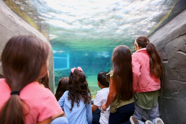 Children observe underwater creatures in a tank at Aquarium of the Pacific