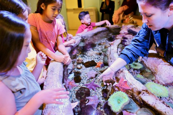 Children touch stingrays in "Petting Zoo" tank at Aquarium of the Pacific