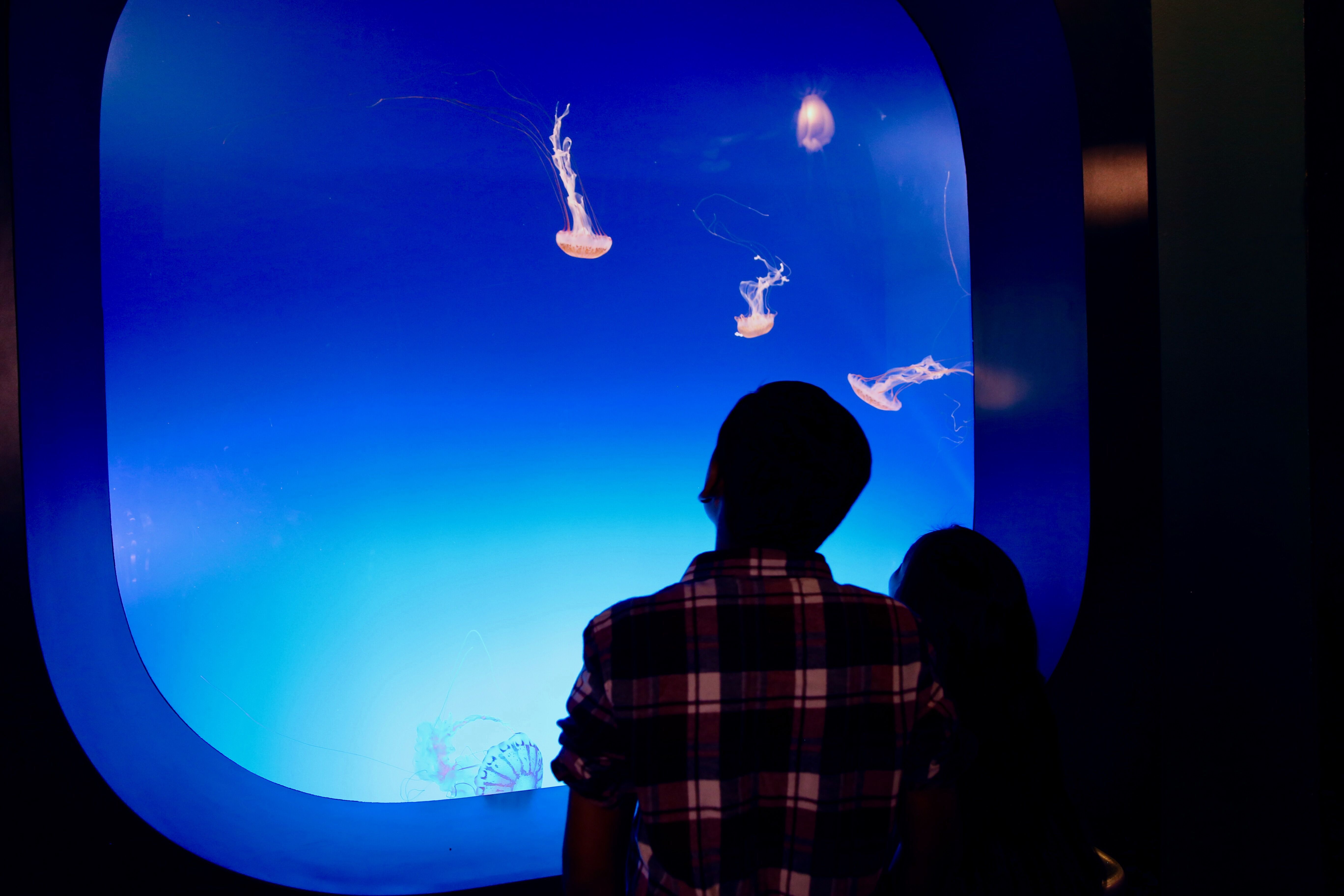 Children look at swimming jellies in blue tank