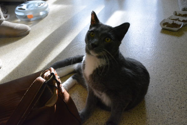 Gray and white "tuxedo cat" sticks a paw through one strap of a shoulder purse on the floor