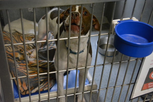 Pit bull barks from behind the bars of a cage