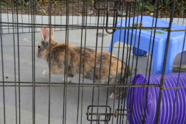 Brown rabbit hops in enclosure near play tunnel at OC Animal Care