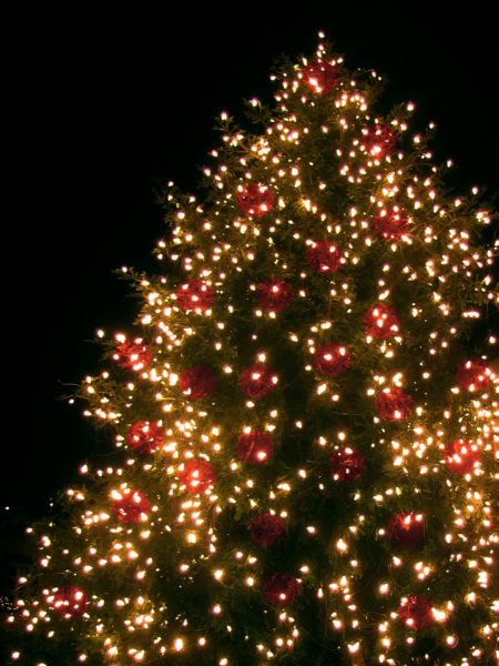 Lighted fir tree against the night sky