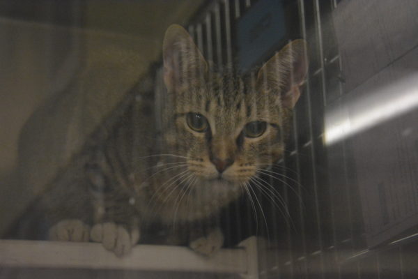 Gray tabby cat looks out the bars of OC Animal Care pen