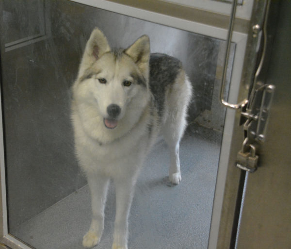 White husky behind glass at OC Animal Care