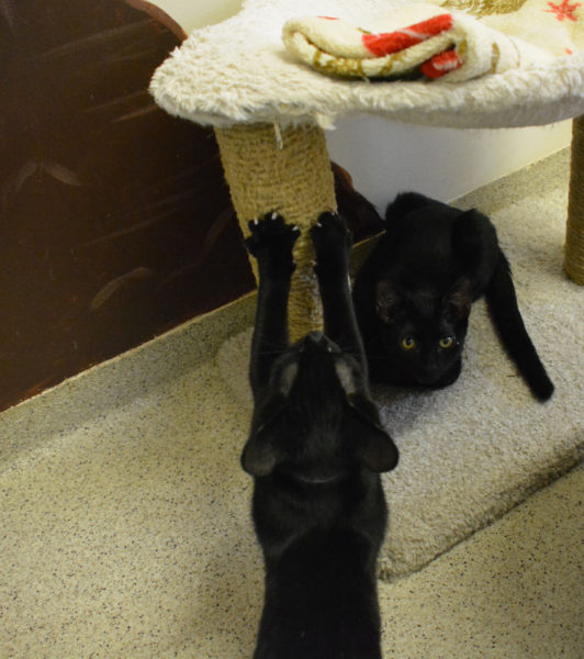 One black kitten claws a scratching post while a second looks on from under a carpeted cat nest