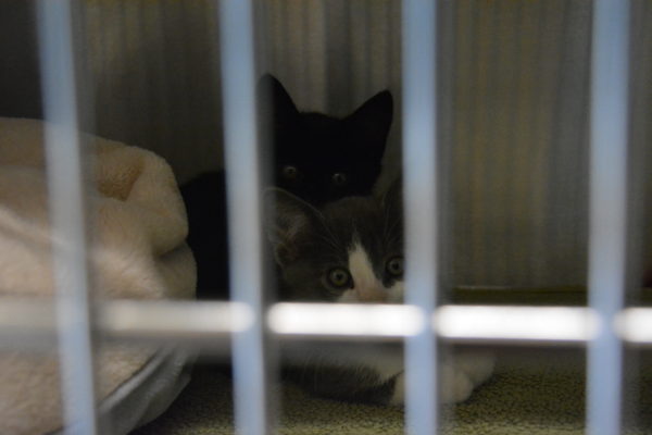 A black kitten and a white one look out from behind the bars at OC Animal Care