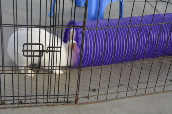 White rabbit pokes its head into a lavender play tunnel at OC Animal Shelter
