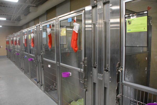 Red stockings hang in a row inside OC Animal Care, on each dog enclosure