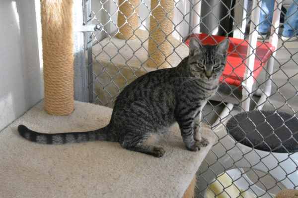 tiger striped cat on carpeted surface next to chain link enclosure