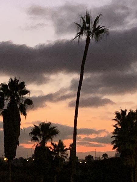 Palm trees against a sunrise