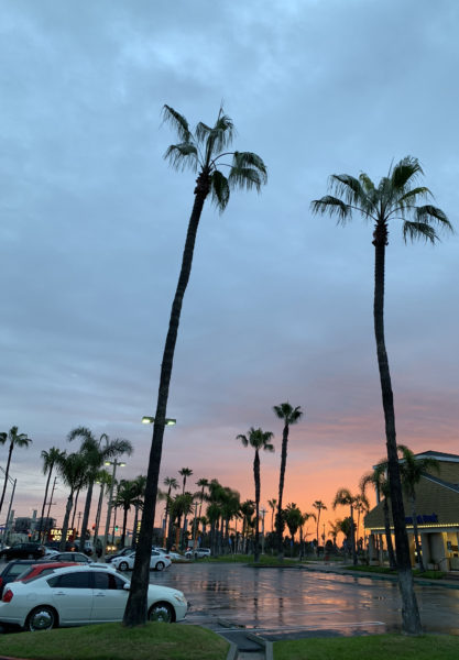Sunrise amid the palm trees at a California parking lot after rain