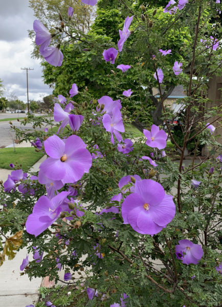 Purple hibiscus against cloudly sky