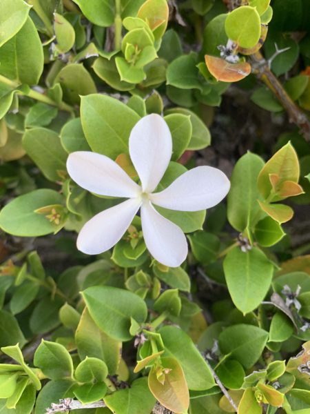 White jasmine flower blloms against green leaves