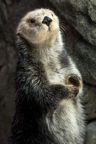 Gray and white otter stands on her hind legs