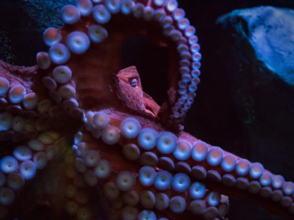 Closeup of pink octopus, wiht eye and suction cups