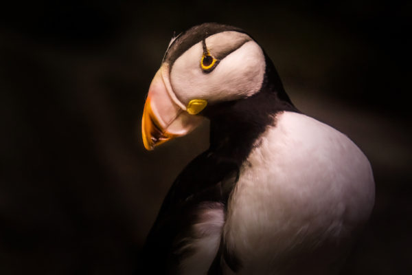 Closeup of puffin, looking sideways out of one eye